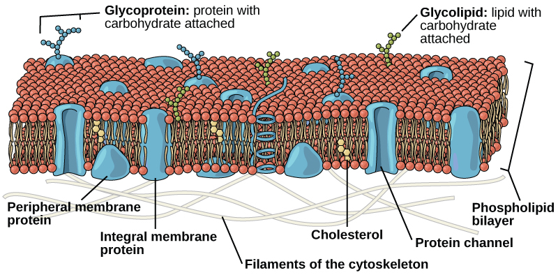 <p>The model below shows the structure of a portion of a plasma membrane in an animal cell.<br>Which statement best explains the orientation of the phospholipid molecules in this model?</p>