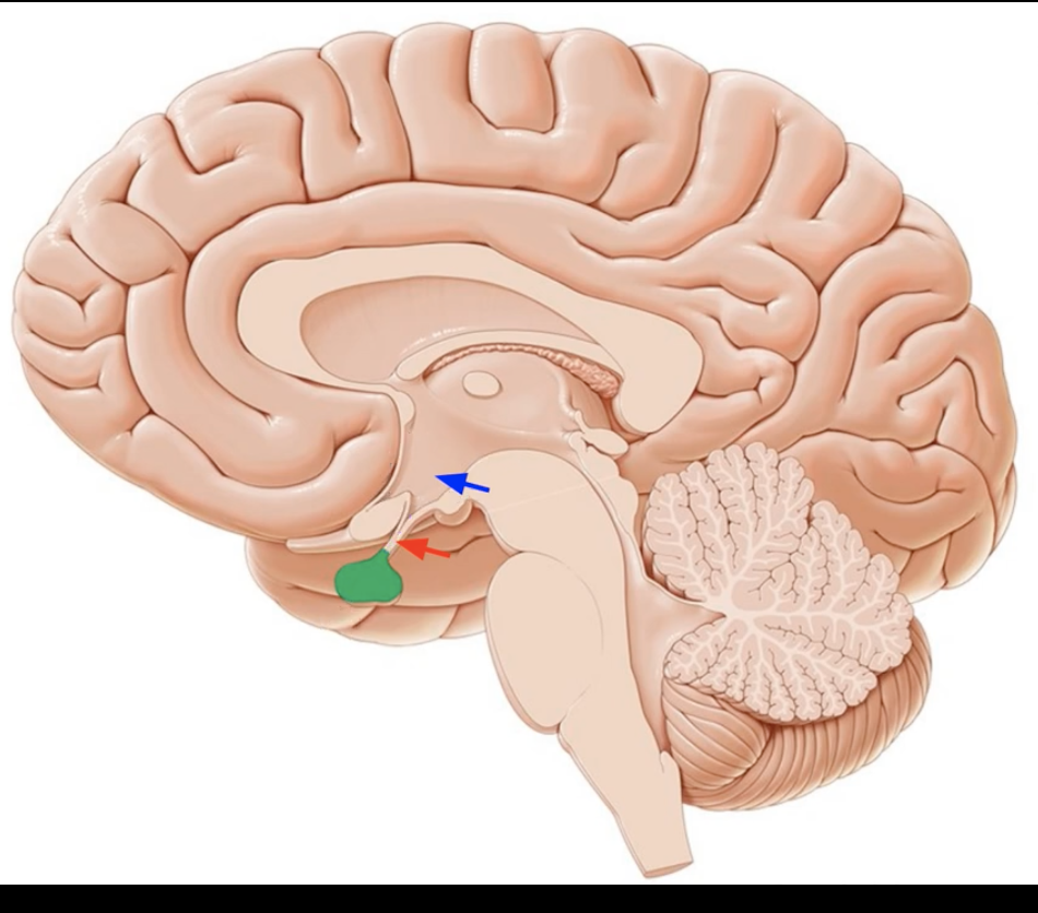 <p>Where is the Pituitary gland located? What is it attached to?</p><p>Green ? Red ? Blue ?</p>