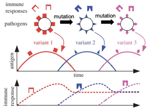 <p>Antigenic variation is the process by which pathogens modify their surface antigens to evade detection by the host’s immune system, enabling prolonged infection and transmission.</p>