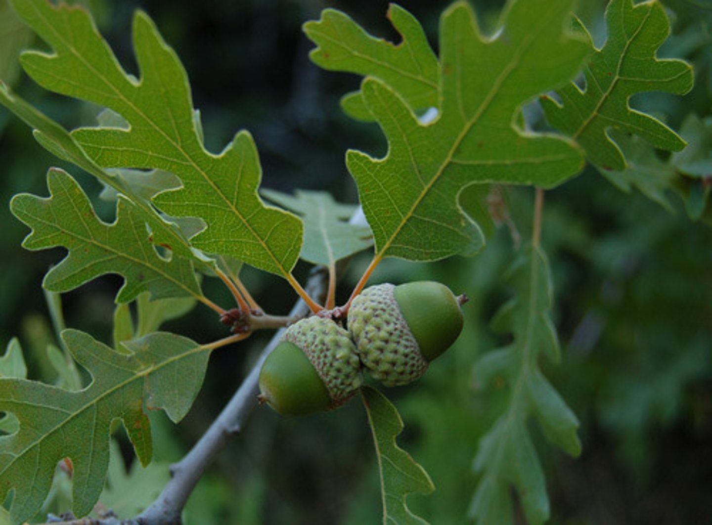 <p>Quercus gambelii, Fagaceae<br><br>-range in 4 corner states <br>-small tiny brown acorns and long male catkins</p>