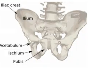 <p>narrow, prominent ridge of bone</p>