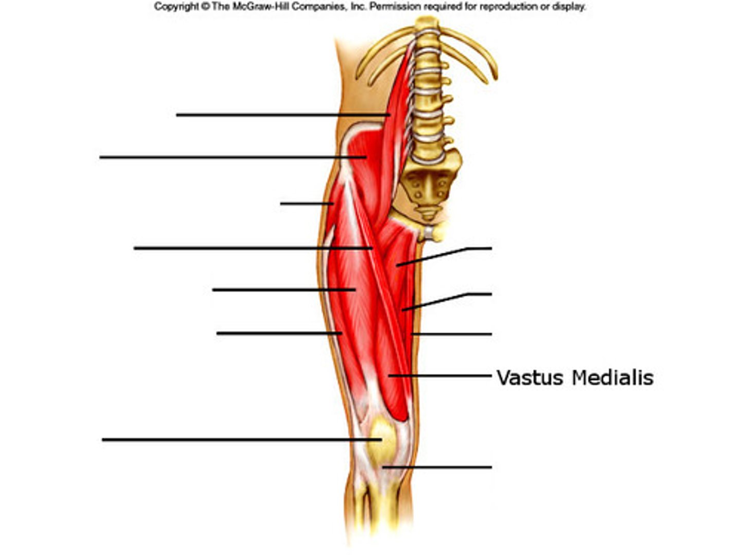 <p>Part of quadriceps muscle group; Extends the knee; Located on the medial side of the thigh</p>