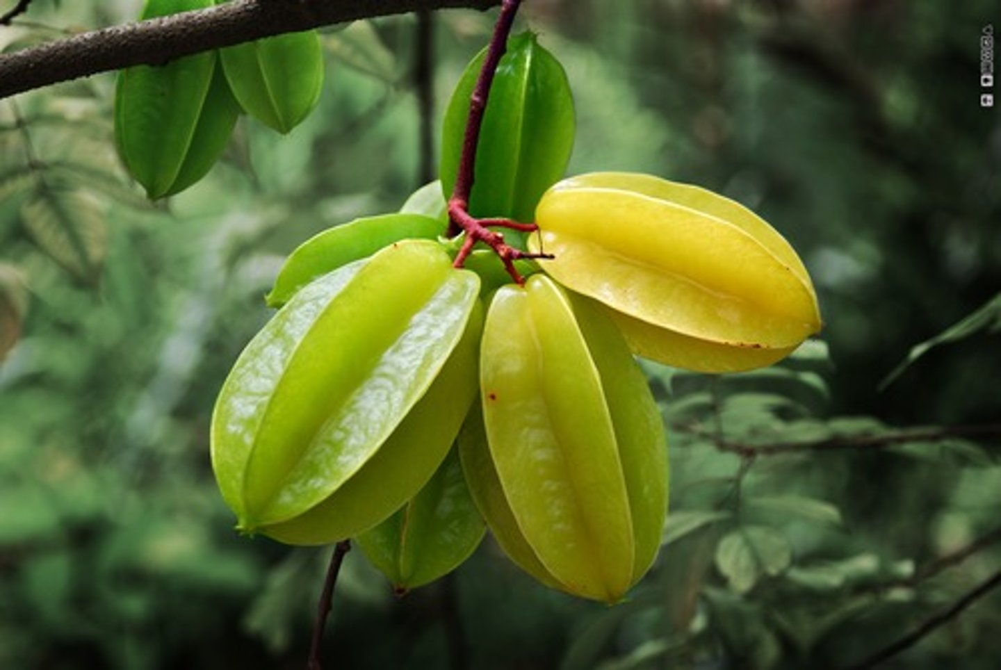 <p>Star Fruit</p>