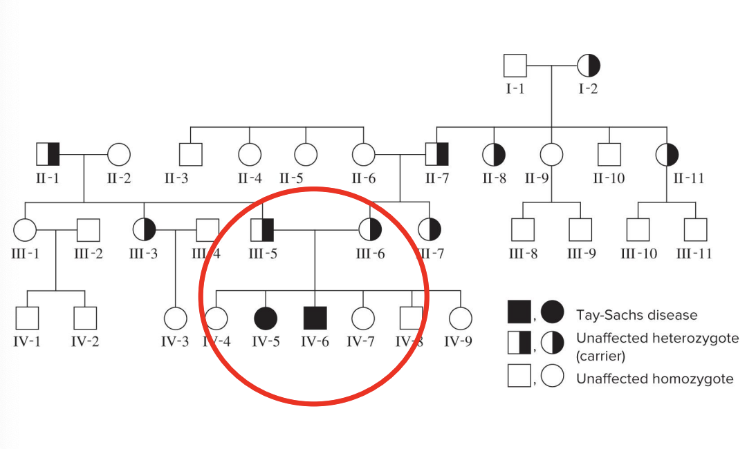 <ul><li><p>tay sachs disease TSD</p><ul><li><p>affected individuals appear healthy at birth, but develop neurodegenerative symptoms at 4-6 months</p><ul><li><p>cerebral degeneration, blindness, and loss of motor function</p></li><li><p>TSD patients typically die at 3-4 years of age</p></li></ul></li><li><p>TSD is 100x more frequent in Ashkenazi (eastern Europe) Jewish populations than in others</p></li><li><p>result of a mutation in the gene that codes the enzyme hexosaminidase A (hexA) that breaks down certain lipids in neurons</p></li><li><p>an excessive accumulation of this lipid in cells of the CNS causes the neurodegenerative symptoms</p></li></ul></li></ul><p></p>