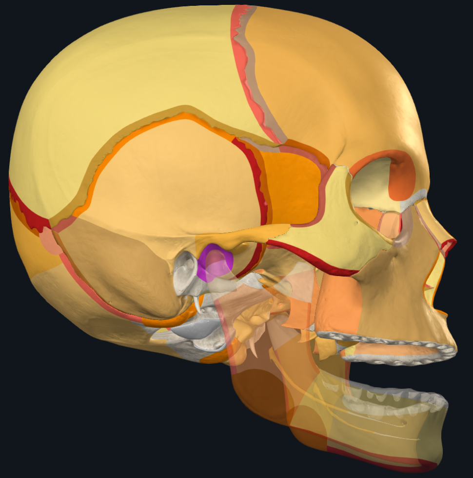 <p>FOSSA MANDIBOLARE:</p><ul><li><p>Sulla Squama del Temporale → accoglie il condilo della mandibola per formare l’articolazione temporomandibolare</p></li><li><p>Subito dietro è presente il meato acustico esterno che conduce alla cavità timpanica</p></li><li><p>Medialmente ad essi troviamo il processo stiloideo → punto di inserzione per muscoli e legamenti</p></li><li><p>Posteriormente al meato acustico esterno invece abbiamo il processo mastoideo, altra sede di inserzione muscolare importante</p></li><li><p>Questi sono tutti elementi che appartengono all’Osso Temporale</p></li></ul><p></p>