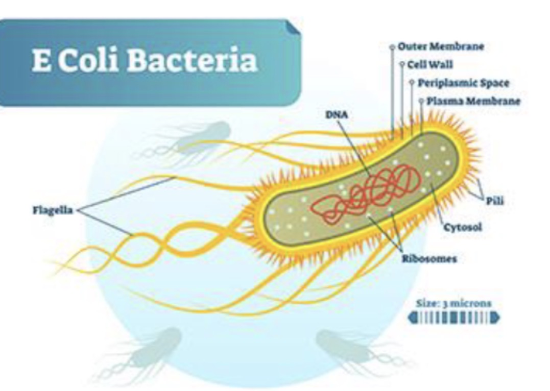 <p>There are hundreds of identified strains. Replicate in 20min</p>