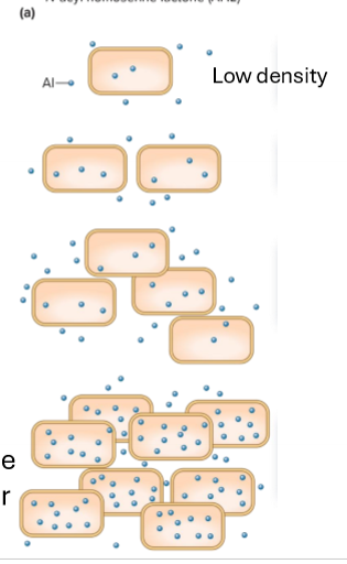 <ul><li><p> communication process that enables bacteria to build biofilms by detecting and responding to cell population density</p></li><li><p>autoinducer Homoserine lactone (HSL) diffuses out of cell down conc gradient</p></li><li><p>population grows</p></li><li><p>extracellular HSL increases, reverse concentration gradient and diffuses into cells</p></li><li><p>HSL binds to a receptor, triggering gene expression changes related to biofilm formation </p></li></ul><p></p>