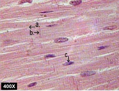 <p>http://nhscience.lonestar.edu/biol/tissue.html</p>