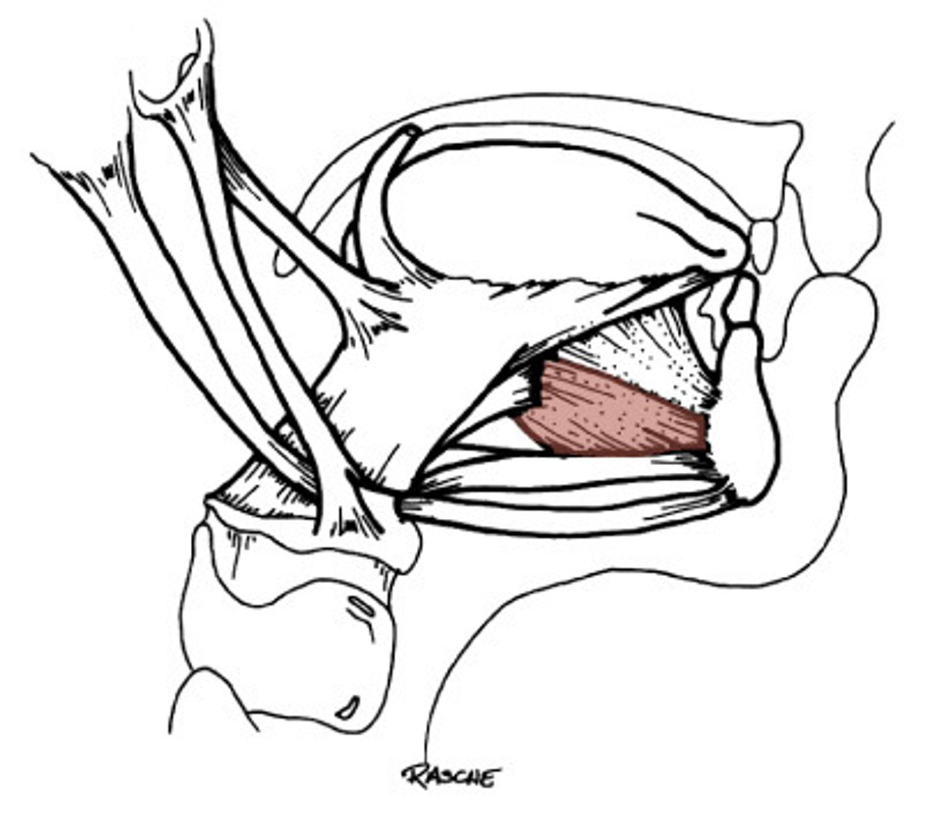 <p>depress and protrude the tongue; CN XII</p>