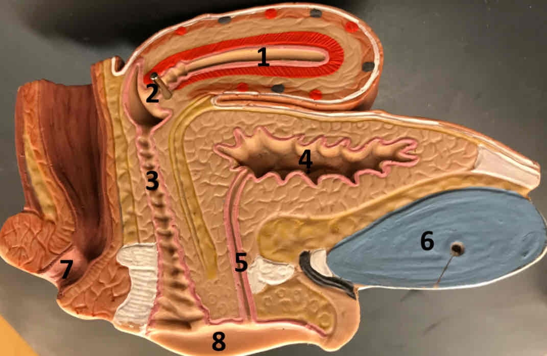 <p>6</p>