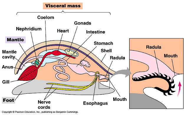 <p>•Latin:<em> molluscus </em>(soft)</p><p>•Mostly marine</p><p>•Have a trochophore larval stage</p><p>•Characteristics</p><p>•Foot: movement and capture food</p><p>•Visceral mass: contains the organs</p><p>•Mantle: Secretes shell</p><p>•Radula: scrapes food</p><p>•Open circulatory system: no blood vessels except the heart</p><p>Classes:</p><p>Polyplacophora</p><p>Gastropoda</p><p>Bivalvia</p><p>Cephalopoda</p>