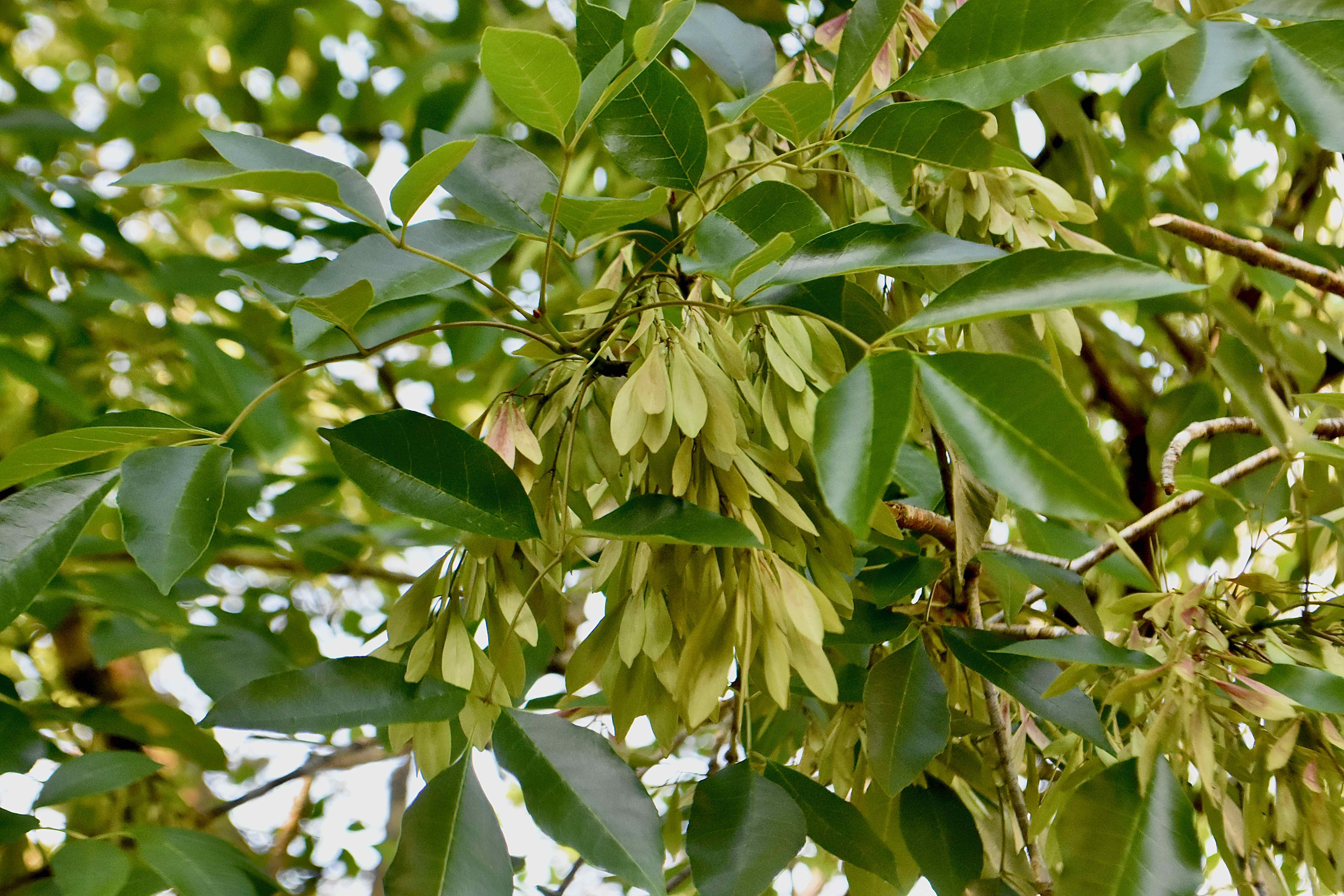 <ul><li><p>native, OBL</p></li><li><p>leaf: opposite, pinnately compound, 5-7 leaflets, serrated margin, dark green above, paler green below</p></li></ul>