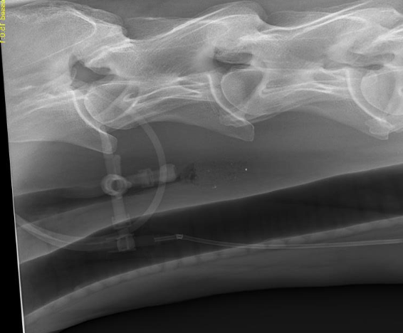 <p>-clinical signs</p><p>-palpation of mass in neck (rare)</p><p>-inability to pass stomach tube</p><p>-radiographs</p><p>-endoscopy</p>