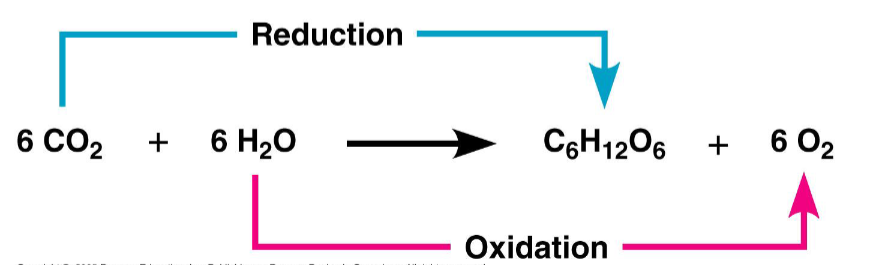 <p>redox reaction (OIL RIG)</p>
