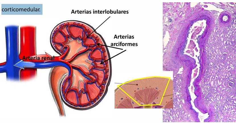 <p>El riñon es un importante filtro para eliminar sustancias derivadas del metabolismo o extrañas al organismo. </p><p>Posee una irrigación de una abundacia poco habitual. Con 1.2 L/min recibe el 20-25% del volumen minuto cardiaco. </p><p>Todo el volumen de sangre del organismo fluye a través del riñon cada 4-5 minutos.</p><p>El sistema vascular del riñón está vinculado de forma directa con las funciones renales. </p><p>Por el hilio de cada riñón entra una ARTERIA RENAL que ya empieza a ramificarse antes de entrar en el tejido renal.</p><p>Dentro del riñón se forman las ARTERIAS INTERLOBULARES, que ascienden entre las pirámides, en las columnas renales. </p><p>A la altura de la base de las pirámides las arteria interlobulares se dividen en las ARTERIAS ARCIFORMES, que trascurren en forma de arco la zona del límite corticomedular.</p><p>Desde la arteria arciforme parten vasos hacia la cortical y desde alli surgen las ARTERIOLAS AFERENTES.</p><p>Las arteriolas aferentes se ramifican en vasitos muy delgados que se transforman en el ovillejo capilar del GLOMÉRULO RENAL.</p><p>Desde el glomérulo la sangre sale a través de la ARTERIOLA EFERENTE. </p><p>A partir de la arteriola eferente se forman una serie de vasos arteriales delgados, de curso rectos, que irrigan la medular, que se llaman VASOS RECTOS. </p><p>Estos vasos forman una extensa red capilar que acompaña la medular.</p><p>Desde los capilares se reúnen los VASOS RECTOS VENOSOS que desembocan en las VENAS INTERLOBULILLARES, en las ARCIFORMES y se continuan con las venas INTERLOBULARES. </p><p>A nivel del hilio renal se reúnen para formar la VENA RENAL.</p>