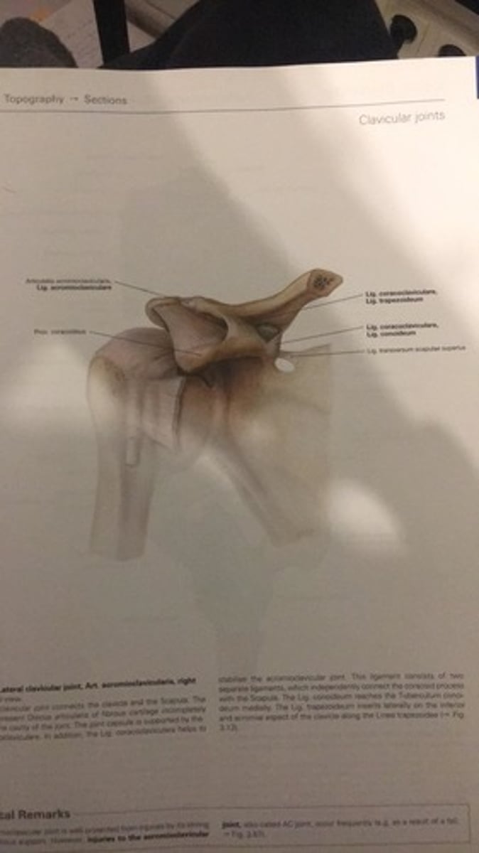 <p>Articulatio acromioclavicularis<br><br>Ploksčiasis, mazai paslankus<br>Daugiaasis<br><br>Pagrindiniai elementai:<br>1) Raktikaulio petinis sąnarinis paviršius;<br>2) Peties raktikaulinis sąnarinis paviršius;<br>3) Kapsulė gana laisva;<br>4) Ertmėje neretai yra sąnarinis diskas;<br><br>1) Facies articularis acromialis claviculae<br>2) Facies articularis clavicularis acromii<br>Biomechanika:<br>Leidžia atlikti ribotus judesius visose trijose plokštumose.</p>