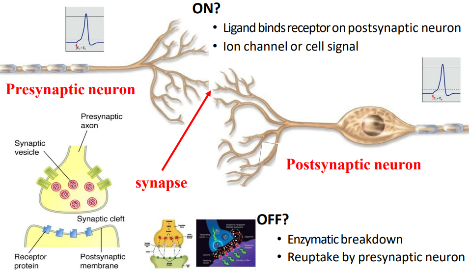 <p>ON?</p><p>- Ligand binds receptor on postsynaptic neuron</p><p>- ion channel or cell signal</p><p>.</p><p>OFF?</p><p>- enzymatic breakdown</p><p>- reuptake of presynpatic neuron</p>