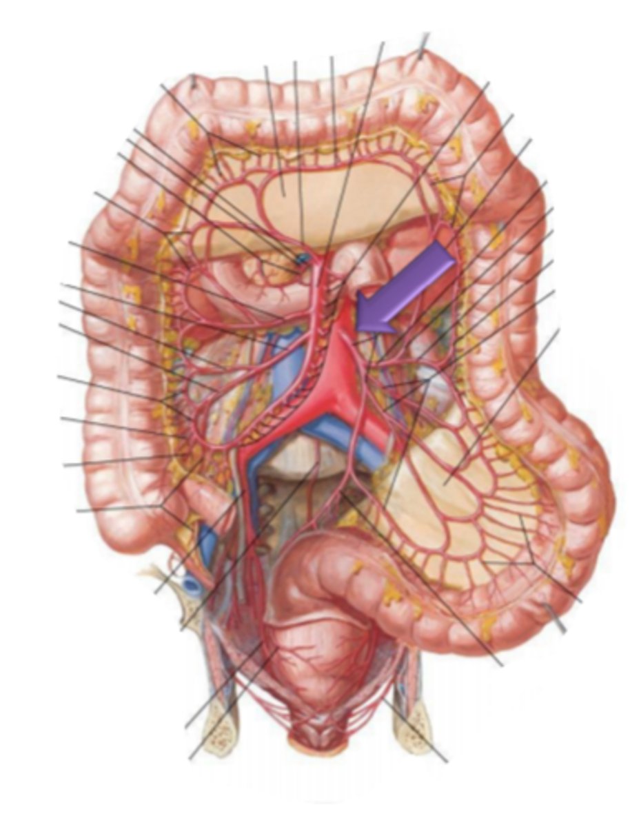 <p>identify the structure(s) indicated by the arrow</p>