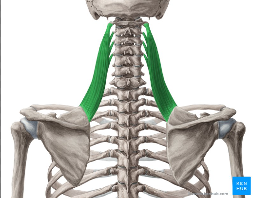 <p>origin: vertebrae c1-c4</p><p>insertion: medial border </p><p>function: elevates scapula</p>