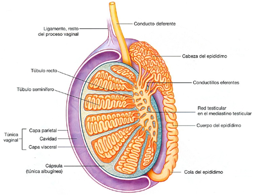 los tubulos rectos se conectan a una a la __________ en el mediastino testicular

\- de aquí surge el epididimo