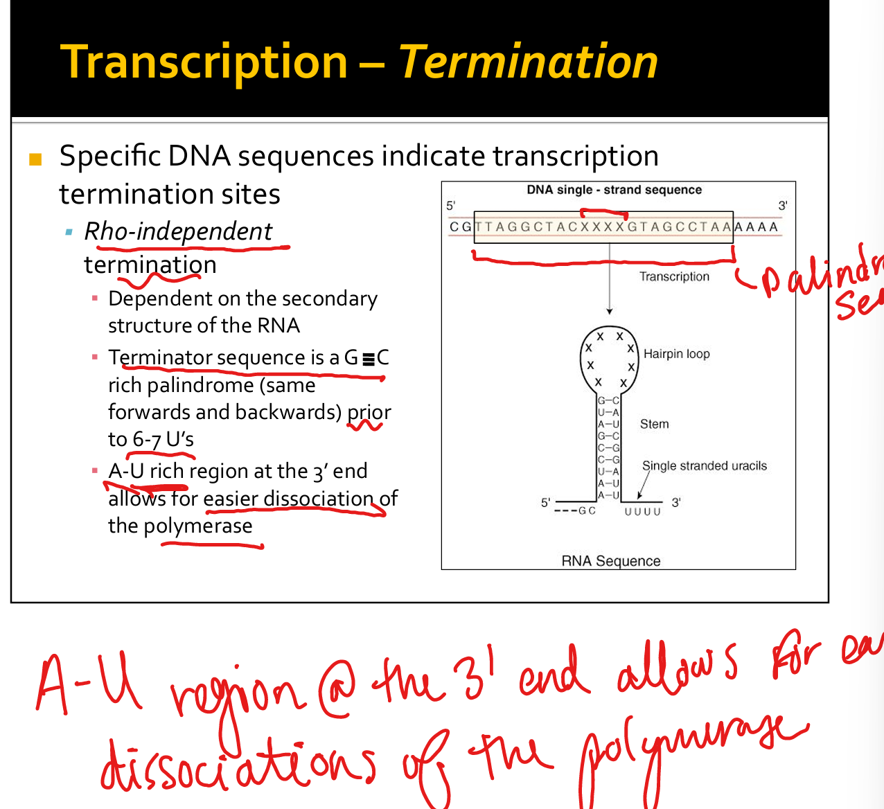<p>GC-rich palindrome forms hairpin loop followed by U-rich region&nbsp;</p>