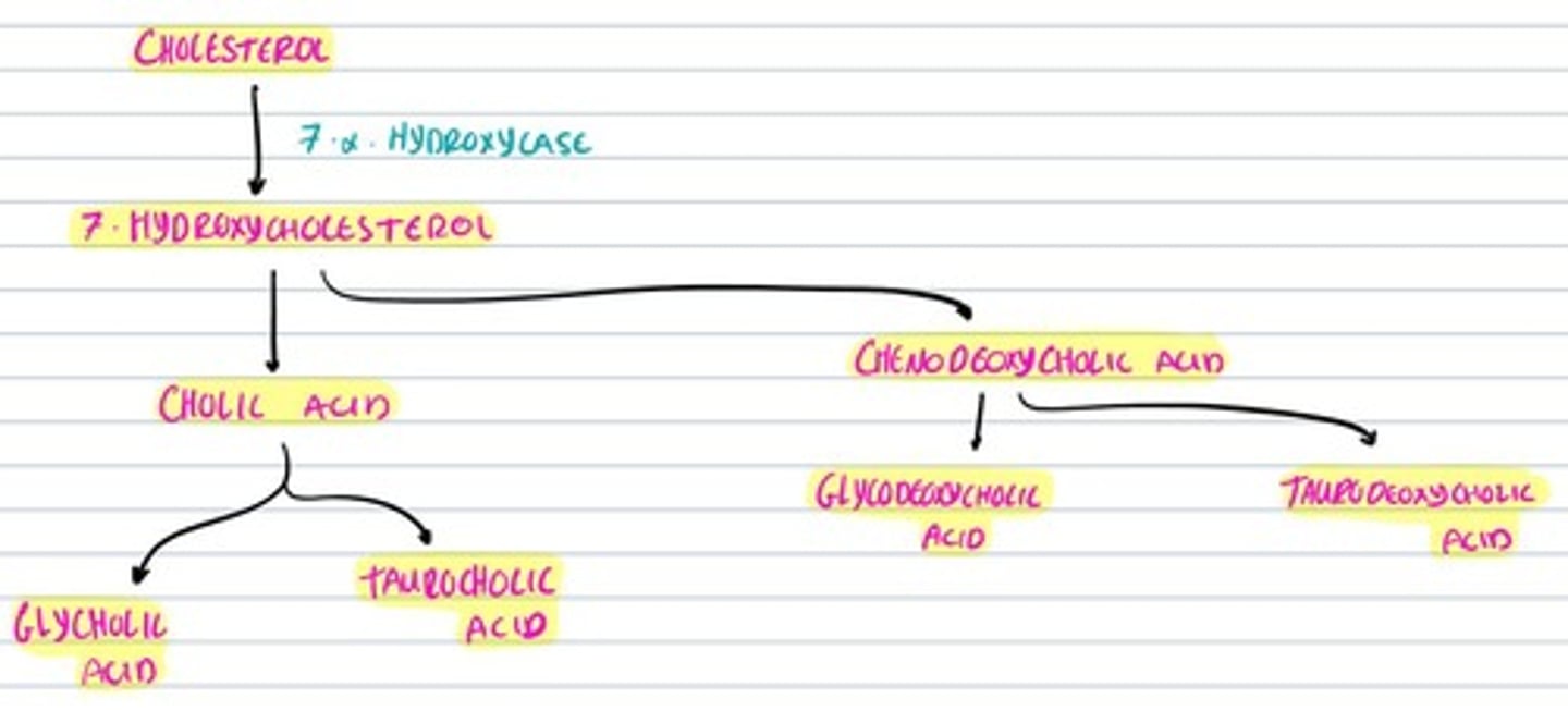 knowt flashcard image