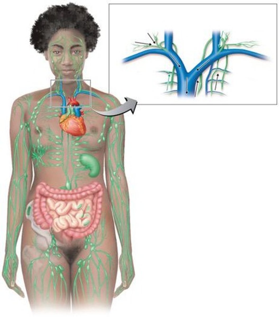 <p>Defense against infection and disease</p>
