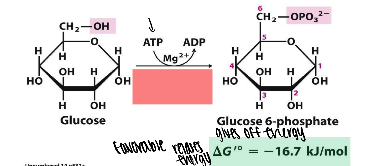 <p>enzyme catalyzes the first step of glycolysis by selectively phosphorlylating glucose at the 6-position using ATP as energetically favorable phosphate donor</p>