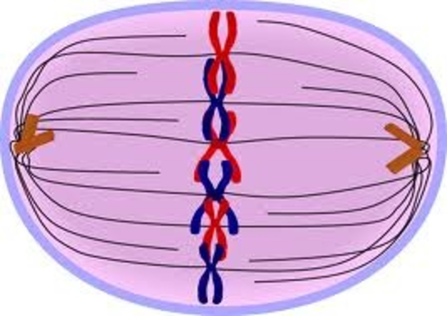 <p>Shortest phase of mitosis.<br>Chromatids attach to <b>spindle fibers</b>; chromosomes line in <b>middle</b> of cell</p>