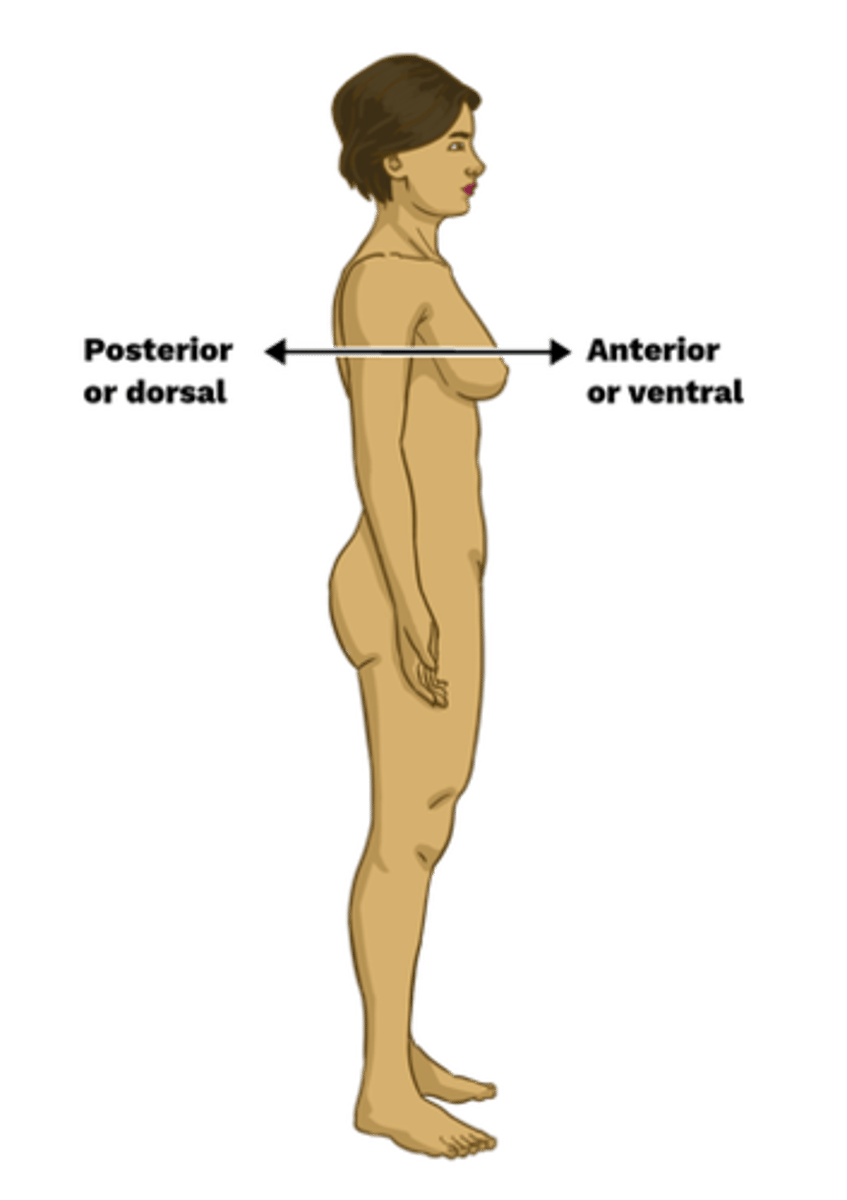 <p>front of the body (= ventral)</p>