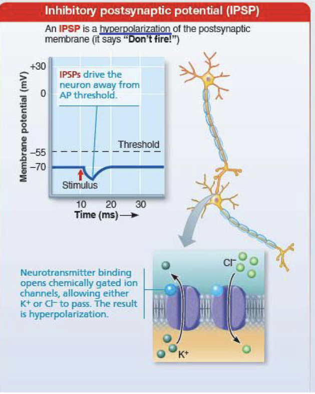 <p>hyperpolarization of the postsynaptic membrane</p><p>drive neuron away from action potential threshold</p>