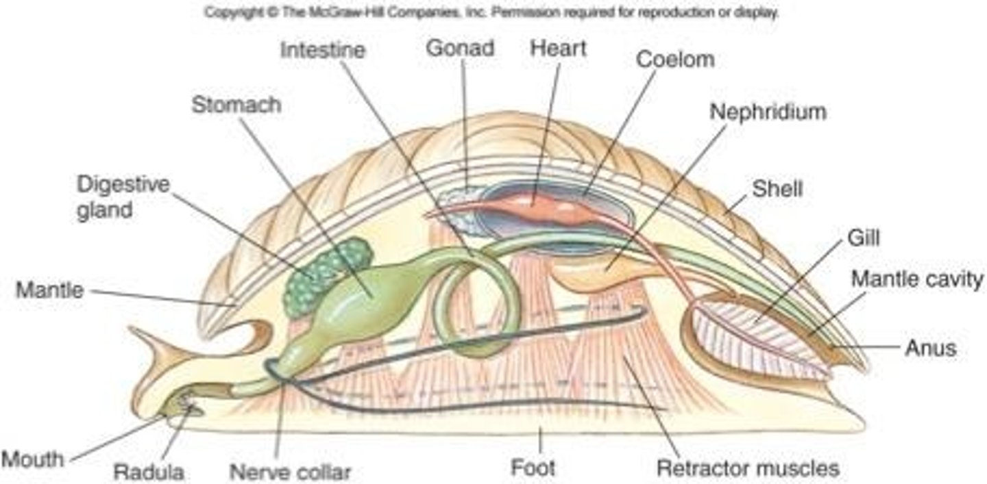 <p>mantle extension beyond visceral mass</p><p>- water-filled chamber with gills, anus, excretory pores</p>