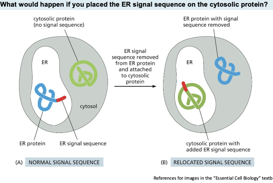 <p>Signal Sequences </p>