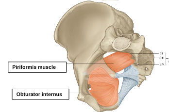 <p>obturator internus </p>