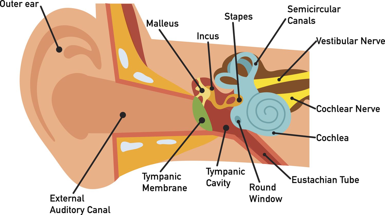 <p>Lie medial to the eardrums and is carved into the skull. </p><ul><li><p>Contain tiny bones that transmit sound vibrations to the organ of hearing. </p></li></ul><p></p>