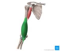 <p>is a muscle in the upper arm that lies underneath the biceps brachii. It flexes the elbow joint and is important for arm movements.</p>
