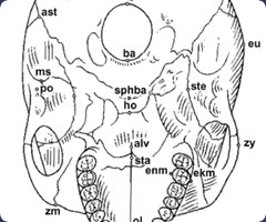 <p>Point where the midsagittal plane intersects the basilar suture</p>