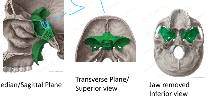 <p>Sphenoid bone</p>