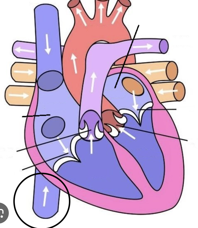 <p>VEIN that carries DOB from the body to the heart. (on the bottom of heart)</p>