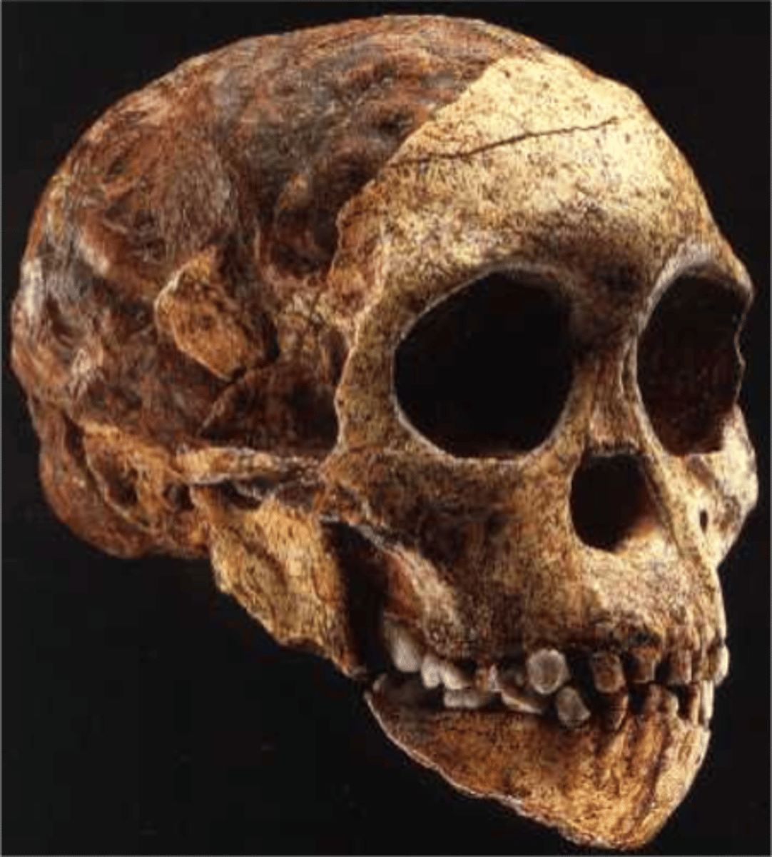 <p>• 'Taung Child'</p><p>• small braincase</p><p>• prognathic</p><p>• large teeth but proportions similar to modern humans</p><p>• reduced caines</p>