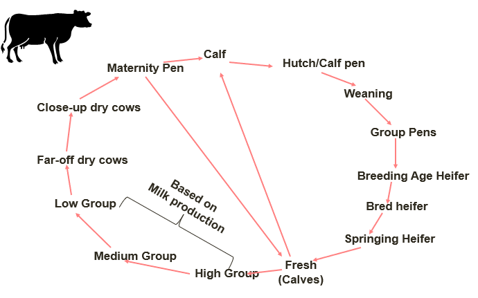 <p><span>92 healthy cows</span></p><p><span>4 cows that have recently calved</span></p><p><span>4 cows with special needs</span></p>