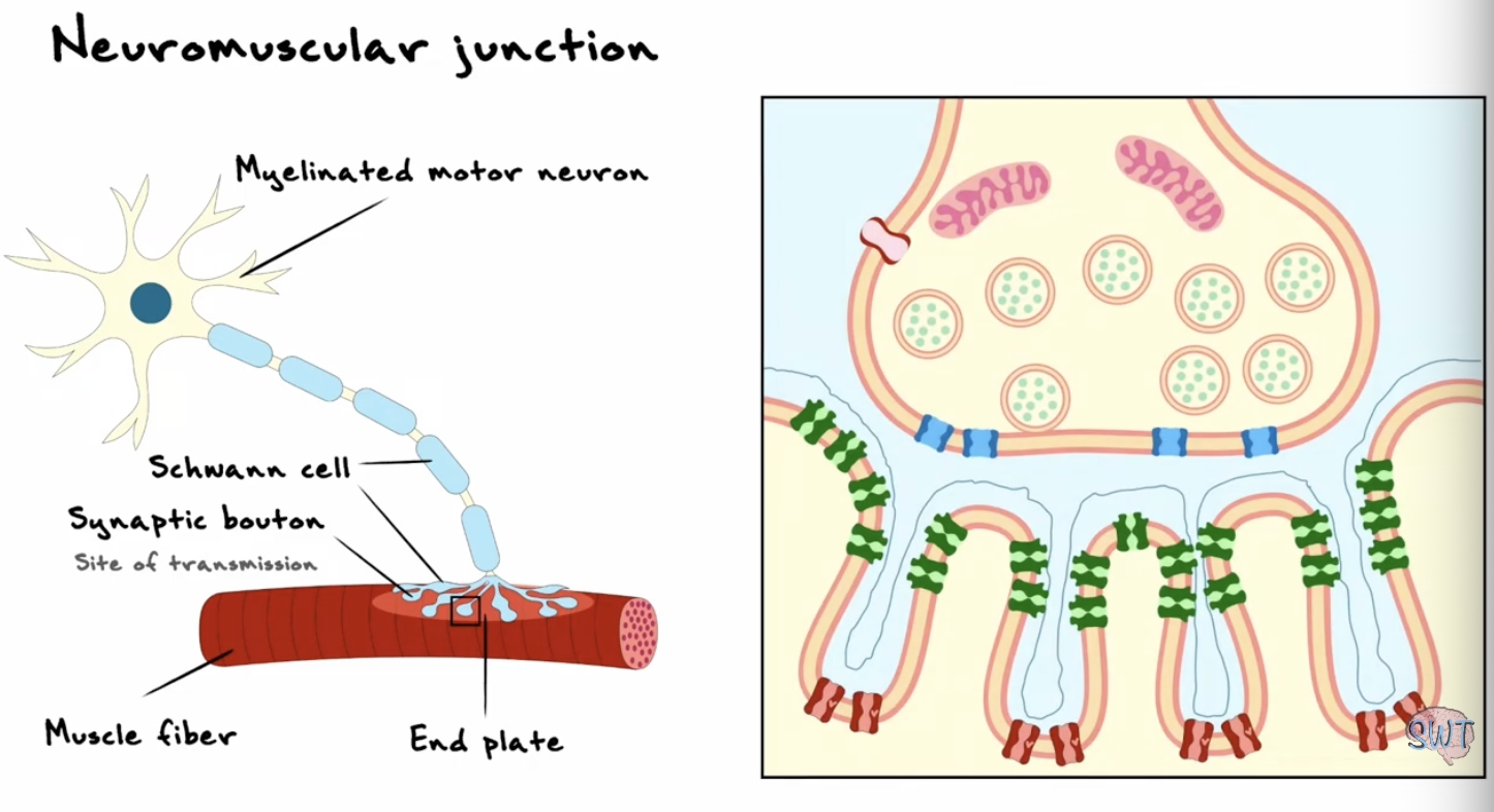 <ul><li><p>myelinated motor neurone</p><ul><li><p>wrapped in schwann cells</p></li></ul></li><li><p>synaptic bouton→ site of transmission</p><ul><li><p>also covered in scwann cells</p></li><li><p>form the endplate</p></li></ul></li><li><p>on the muscle fibres</p></li></ul><p></p>