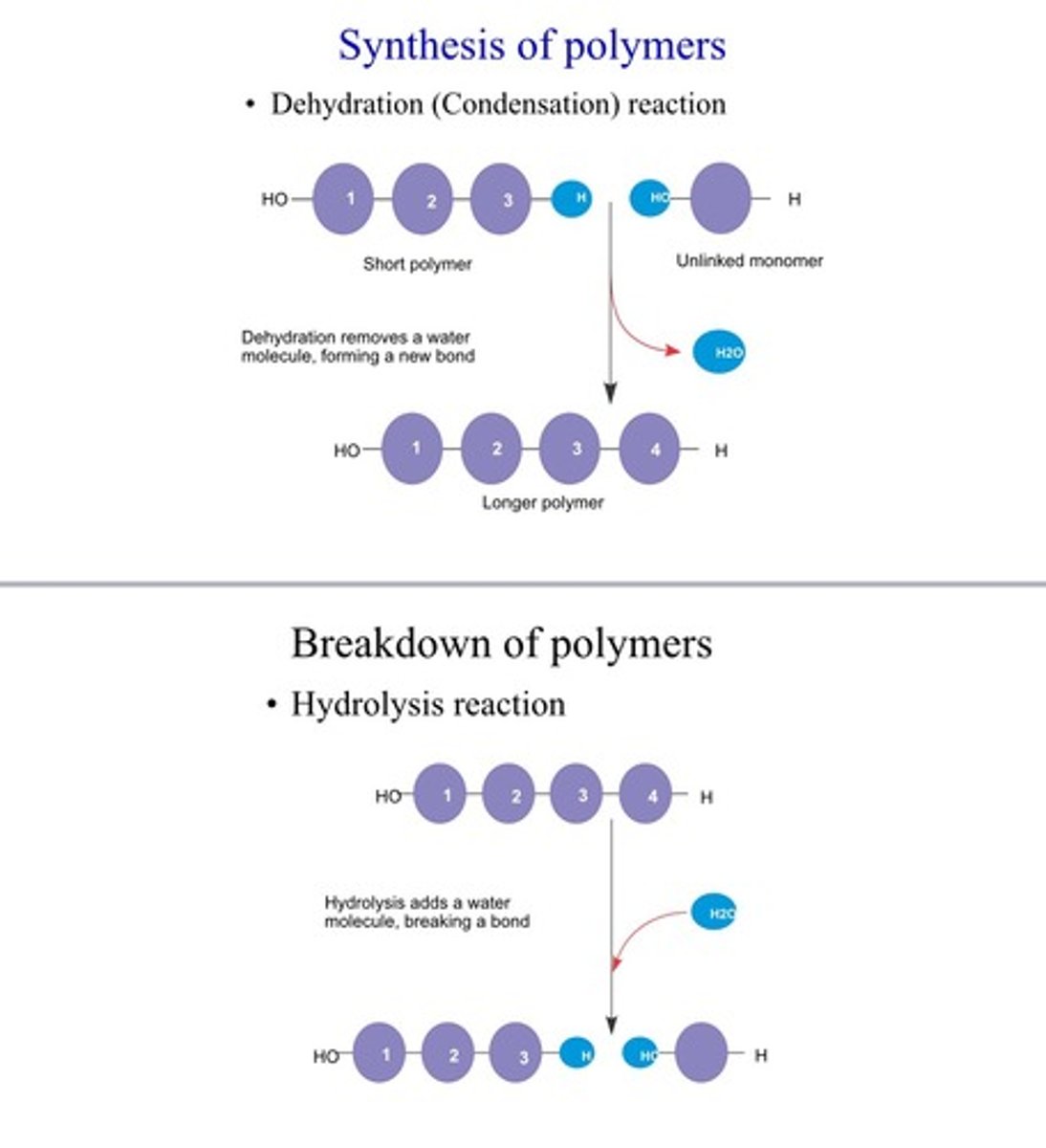 <p>Synthesis: Condensation/dehydration reaction - two monomers bond together, losing H2O mol.</p><p>Breakdown: hydrolysis reaction, adding H2O mol, breaks bond between monomers - disassembles polymers into monomers</p><p>- Enyzme's (protein) macromolecules speed up both reactions</p>
