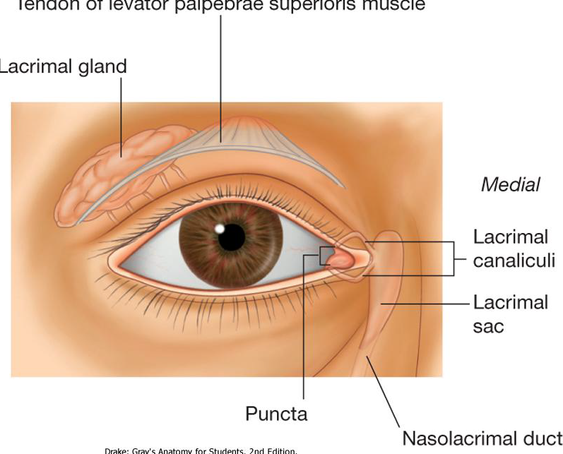 <p>Lacrimal gland, Lacrimal ducts, Puncta, Lacrimal canalciculi, Lacrimal sac, Nasolacrimal duct</p>