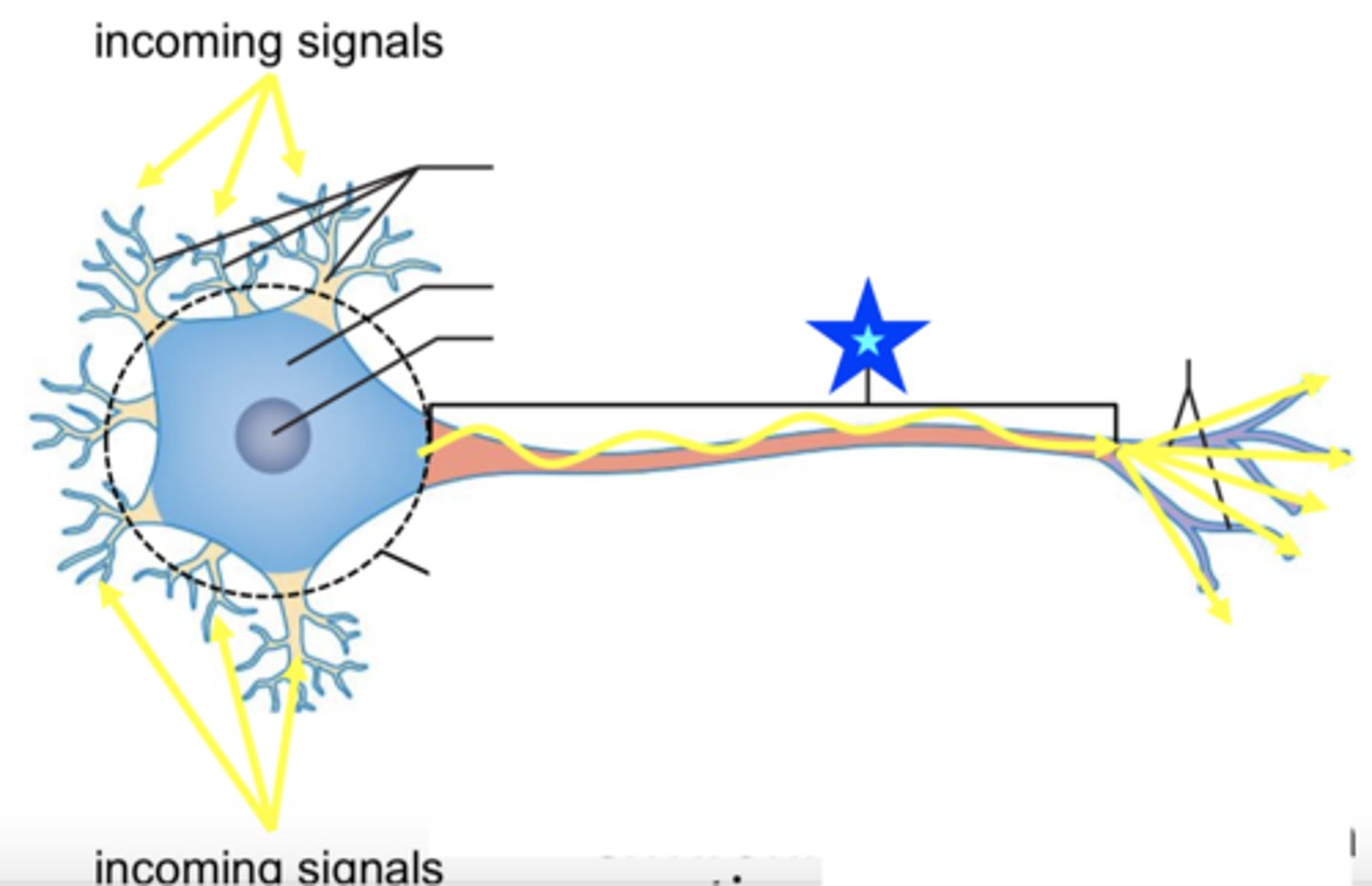 <p>carries out action potentials &amp; branches into telodendria</p>