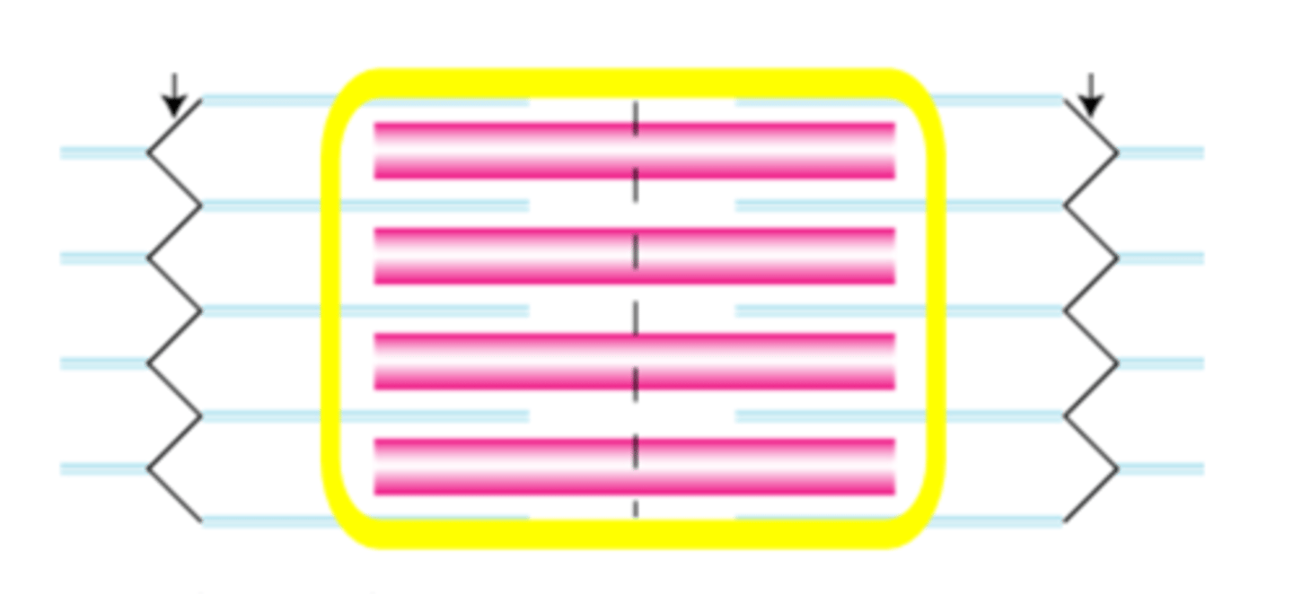 <p>The band of the sarcomere that extends the full length of the thick filament and includes regions of thick and thin filament overlap, as well as a region of thick filament only. These bands alternate with I bands to give skeletal and cardiac muscle a striated appearance and does not shorten during muscle contraction.</p>