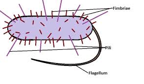 <p>Pili are <strong>SHORTER AND THINNER (</strong>compared to flagella) cell structures that <strong>ALLOW THEM TO <u>STICK TO CERTAIN SURFACES </u></strong>and <strong>ALSO BE <u>INVOLVED IN DNA TRANSFER </u></strong><u> </u></p><ul><li><p>While the flagella is LONG and helps with MOTILITY</p></li></ul><p></p>