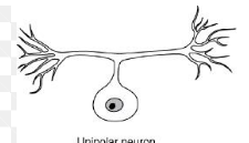 <p>Sensory Afferent Neurons</p>