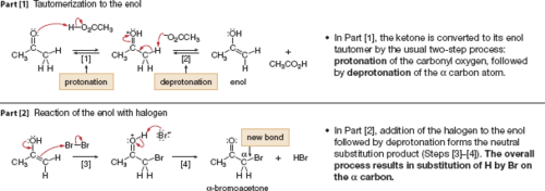 <p>a hydrogen on the α-carbon are converted to the halogens, creating a chiral center</p>
