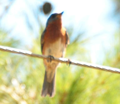 <p>Identify the species shown:&nbsp;</p>